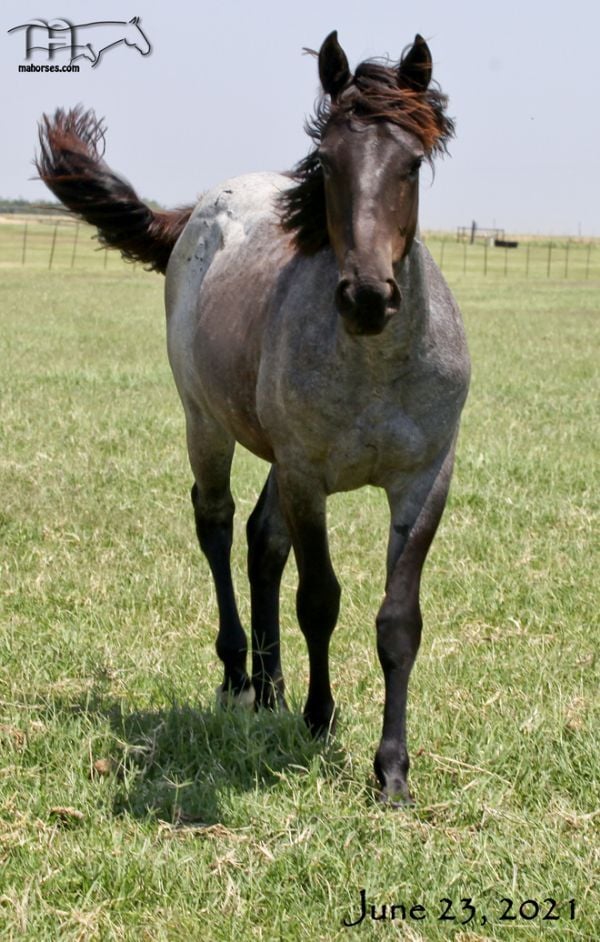 Blue Lou Dividend's 2020 Blue Roan Filly